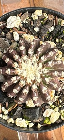Cacto Discocactus horstii – Raro e Colecionável