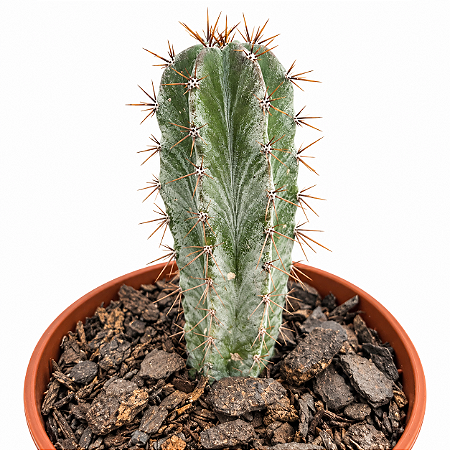Cacto Polaskia Chichipe Cacto Mexicano colecionável