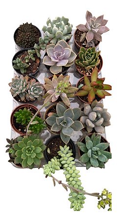 Planta Suculenta Kit Com 15 Unidades Sortidas Pote 6