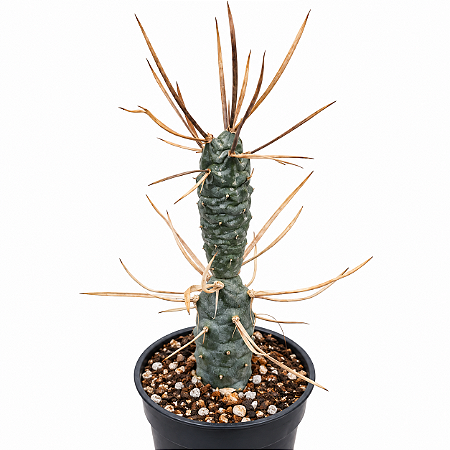 TEPHROCACTUS ARTICULATUS V. PAPYRACANTHUS PT 09