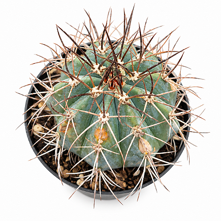 Cacto Melocactus Azureus pote 9 cm