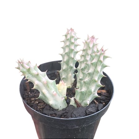 PLANTA HUERNIA ZEBRINA VARIEGATA  POTE 9