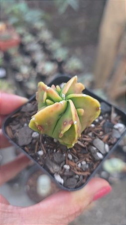 Cacto Astrophytum Myriostigma cv. Variegata
