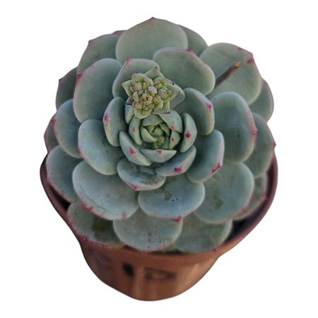 Suculenta Sedeveria Pudge