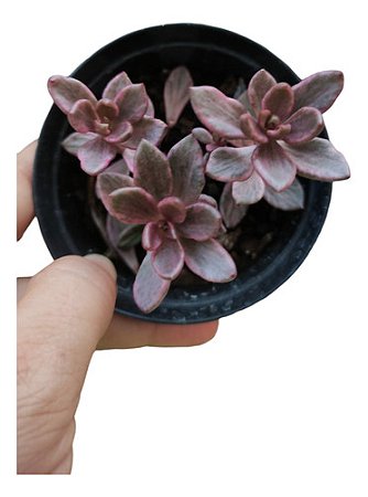 Planta Suculenta Sedum Chocolate Variegata