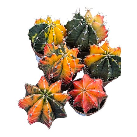 Cacto Gymnocalycium Mihanovichii Variegata Variados Pt 9 cm