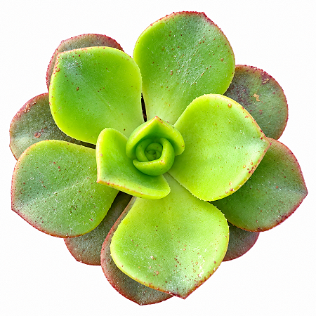 Suculenta Aeonium Nobile Exótica Planta Natural