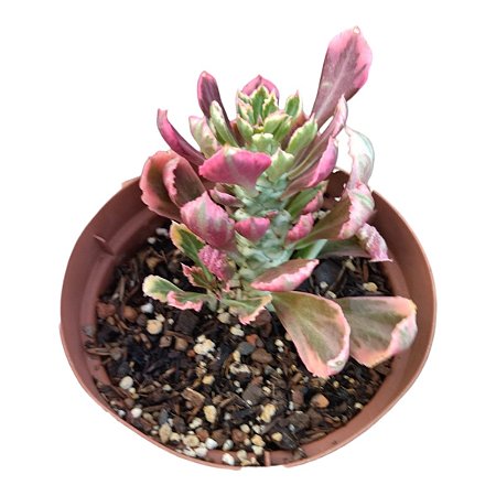 Euphorbia Monadenium Stapelioides Variegata Vaso 11