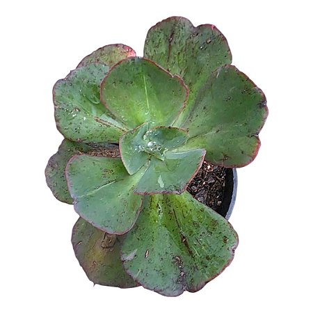 Suculenta Echeveria Gibbiflora Suyon – Vaso 11 cm