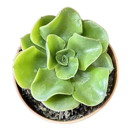 Suculenta Echeveria Camaleão
