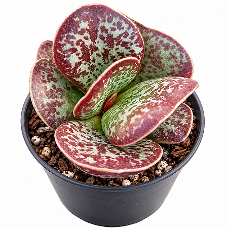 Suculenta Adromischus Maculatus