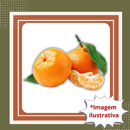 Muda de Tangerina Ponkan Enxertada — Muito Doce, Suculenta e de Produção Rápida