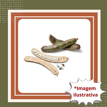 Muda de Ingá-Feijão – Frutífera Nativa de Crescimento Rápido