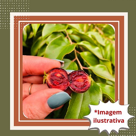 Muda de Campari (Groselha Africana) – Frutífera Exótica de Sabor Intenso