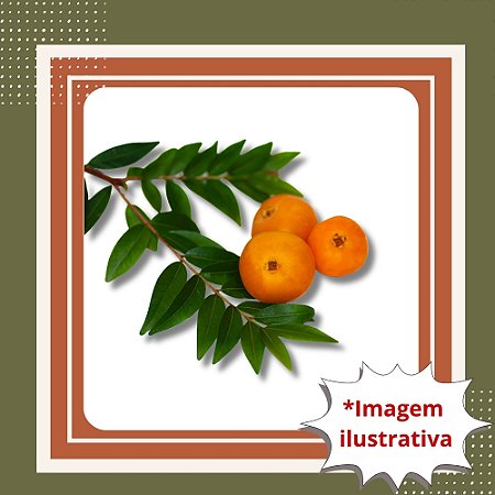 Muda de Uvaia – Frutífera Nativa de Frutos Doces e Aromáticos