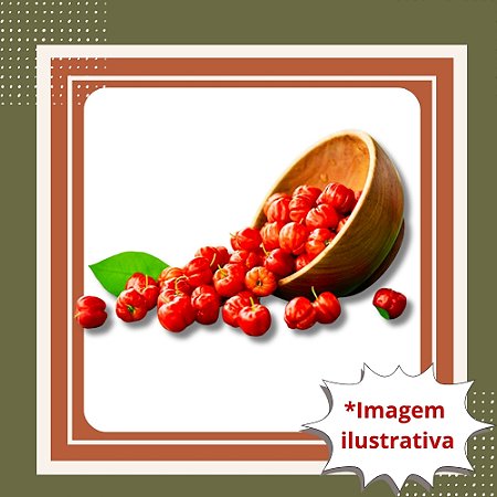 Muda de Acerola Clone – Produção Rápida, Rica em Vitamina C e Muito Produtiva