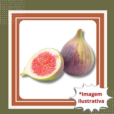 Muda de Figo Roxo de Valinhos – Frutífera Doce e Muito Produtiva