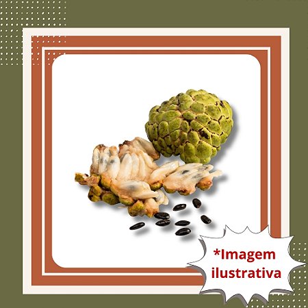 Muda de Fruta do Conde (Anona) – Frutífera Tropical Doce e Cremosa