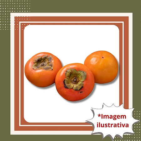 Muda de Caqui Fuyu Enxertada – Frutos Doces e Sem Adstringência
