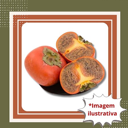 Muda de Caqui Chocolate – Frutos Escuros, Doces e Diferenciados
