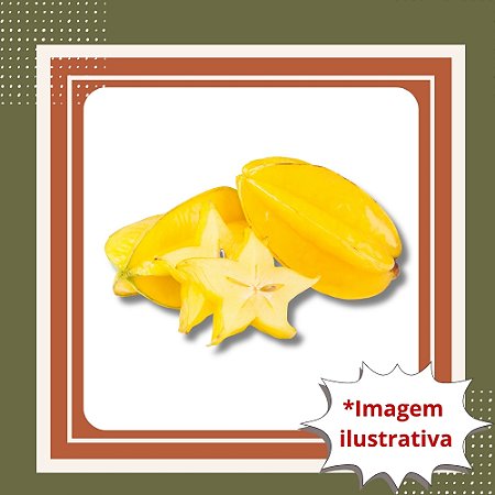 Muda de Carambola – Frutífera Tropical de Frutos Doces e Decorativos