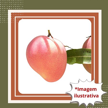 Muda de Manga Rosa Enxertada – Fruta Doce, Suculenta e de Alta Qualidade
