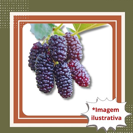 Muda de Amora Portuguesa – Frutos Doces e Suculentos