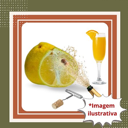 Muda de Laranja Champanhe Enxertada – Frutos Doces e Aromáticos