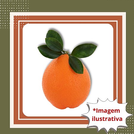 Muda de Laranja Valência Enxertada – Frutos Doces e Suculentos