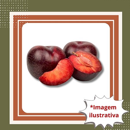Muda de Ameixa Sanguínea - Frutos Doces e Suculentos em Casa