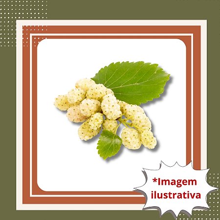 Muda de Amora Branca – Frutífera Doce e Produtiva