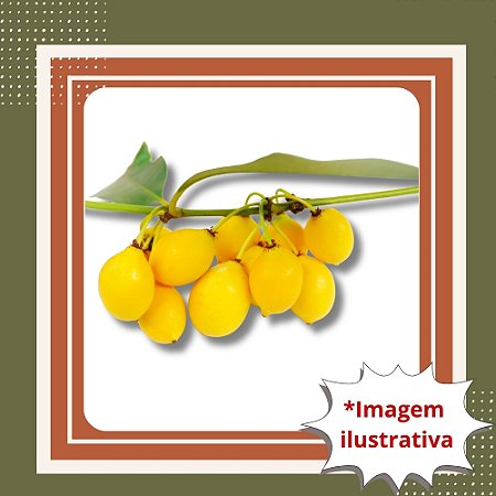 Muda de Bacupari – Frutífera Nativa e Frutos Saborosos