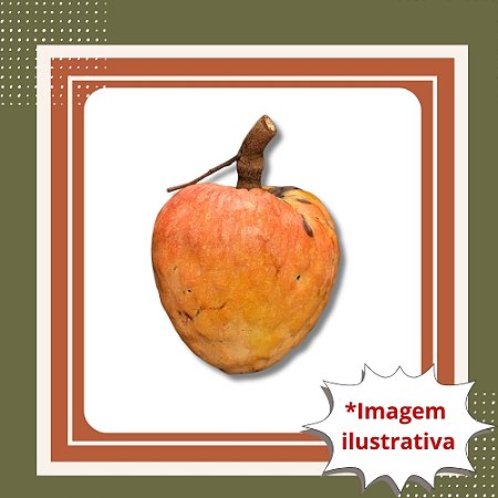 Muda de Condessa – Frutífera Exótica e Frutos Saborosos