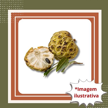 Muda de Cortiça Crespa – Frutífera Nativa Rara e de Alto Valor Ecológico