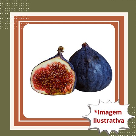 Muda de Figo Negrito (Brown Turkey) – Frutífera Doce, Rústica e Muito Produtiva
