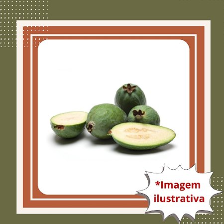 Muda de Goiaba Serrana (Feijoa) – Fruta Exótica e Aromática