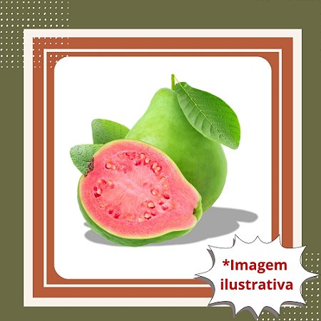 Muda de Goiaba Tailandesa Gigante Vermelha – Frutos Doces e Produção Rápida
