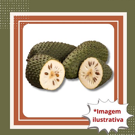 Muda de Graviola – Frutos Grandes, Sabor Tropical e Muito Produtiva