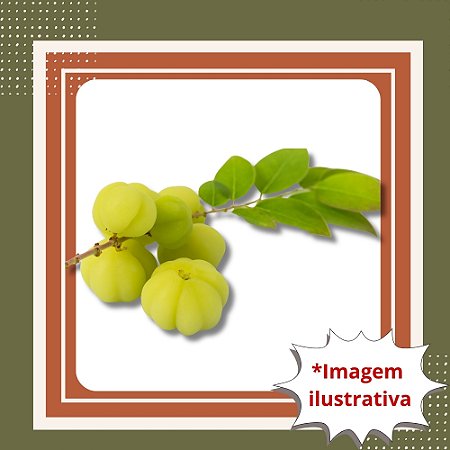 Muda de Groselha Tropical – Frutífera Exótica e Produtiva
