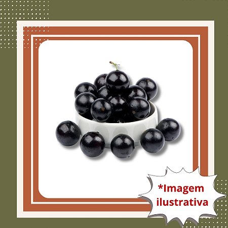 Muda de Jabuticaba Híbrida Tamanho M – Frutífera Produtiva para Vaso e Solo