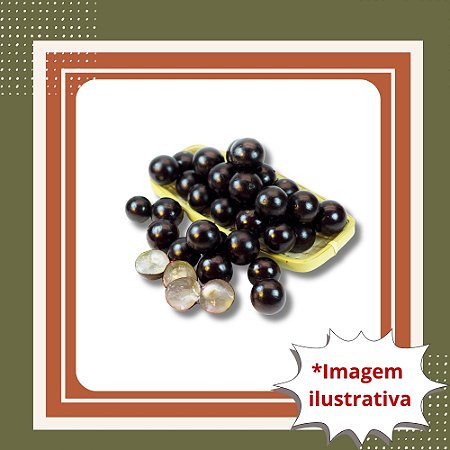 Muda De Jabuticaba Híbrida Tamanho P – Frutos Doces e Produção Rápida