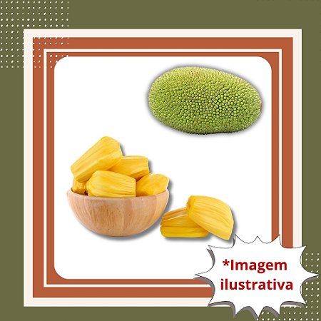 Muda de Jaca Dura – Fruta Grande, Saborosa e Alta Produtividade