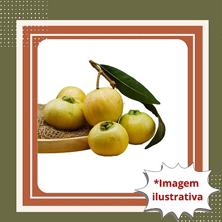 Muda de Jambo Amarelo Frutífera Tropical Doce e Aromática