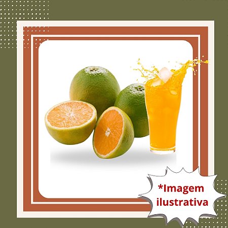 Muda de Laranja Pera Rio Enxertada – Frutos Doces e Produção Rápida