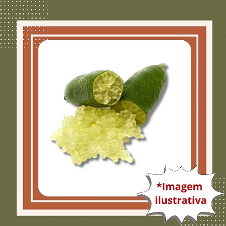 Muda de Limão Caviar Enxertada – Sofisticação e Sabor Exótico
