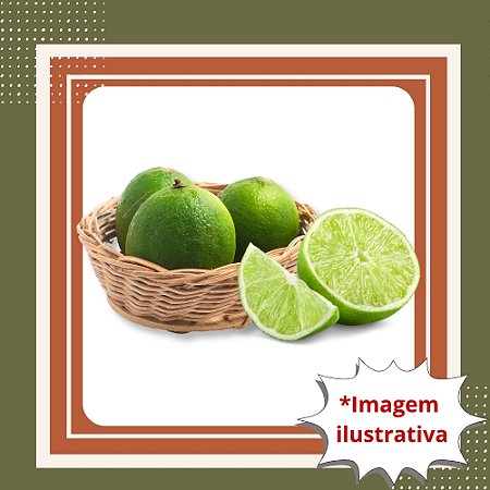 Muda de Limão Tahiti Enxertado — Produção Rápida, Muito Produtivo e Ideal para Vaso ou Quintal