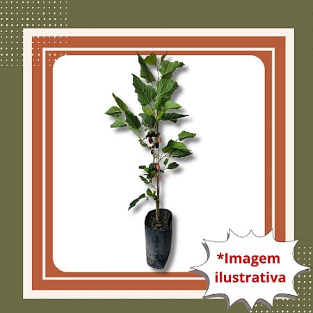 Com Frutos - Muda de Amora Portuguesa – Pode plantar em vaso