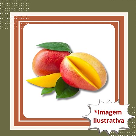 Muda de Manga Haden Enxertada – Produção Rápida e Frutos Saborosos