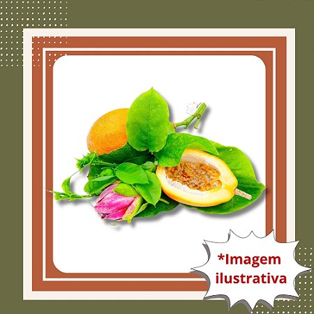 Muda de Maracujá Doce – Frutos Saborosos e Plantio Fácil