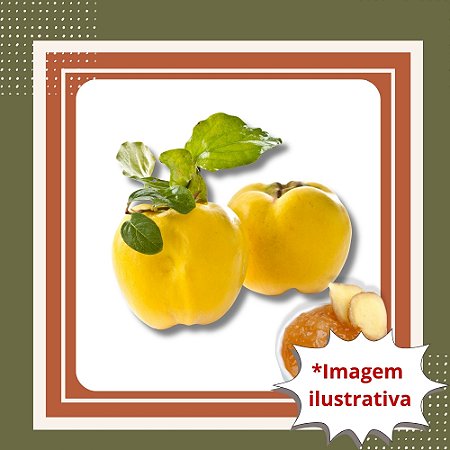 Muda de Marmelo – Fruta Tradicional Ideal para Doces e Geleias